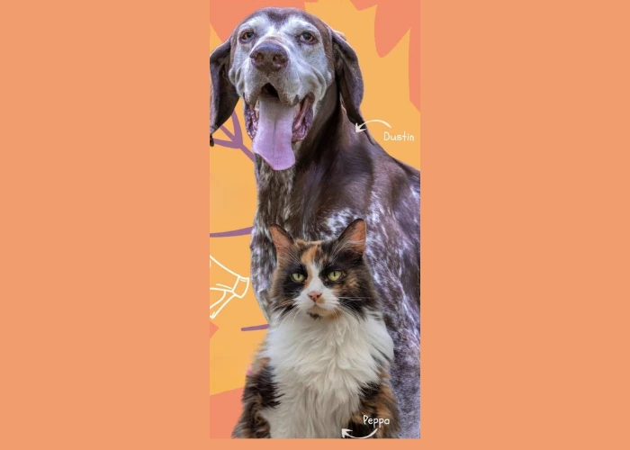 Immagine che raffigura Festa dell'Asilo del Cane