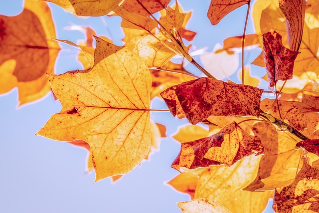 Immagine che raffigura Fiera d'Autunno