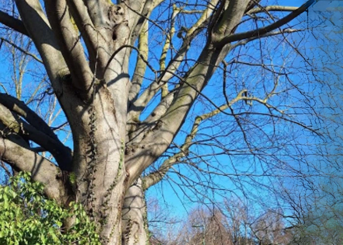 Immagine che raffigura Il nome degli alberi