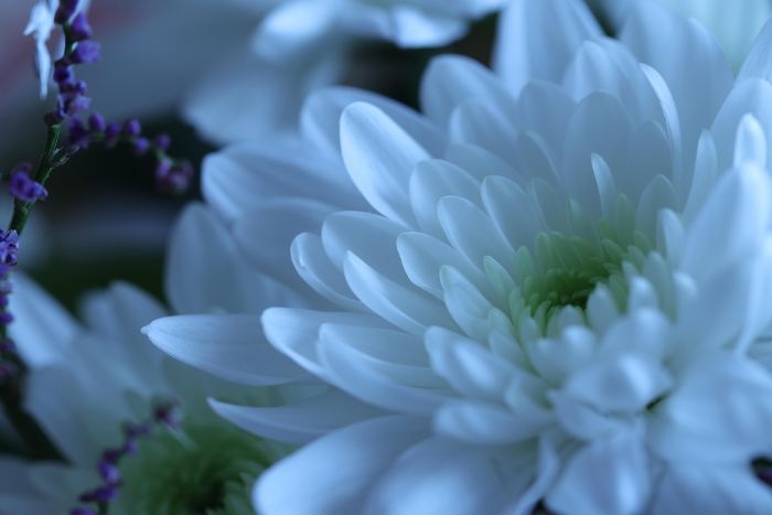 Confermata l’annuale ricorrenza denominata “Commemorazione dei defunti“, per la vendita di piante, fiori e generi diversi presso i piazzali antistanti i locali cimiteri di Palazzolo Milanese, Paderno, Dugnano, Cassina Amata.