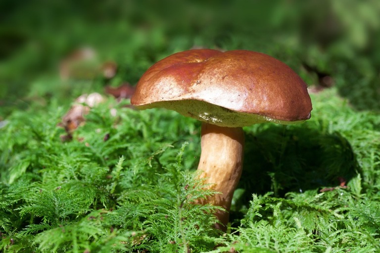 Immagine che raffigura É tempo di funghi