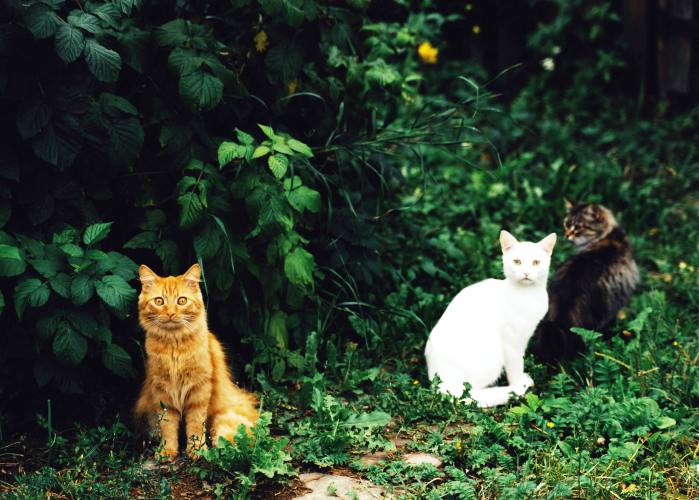 Immagine che raffigura Manifestazione di interesse per affidamento gestione gatti vaganti 