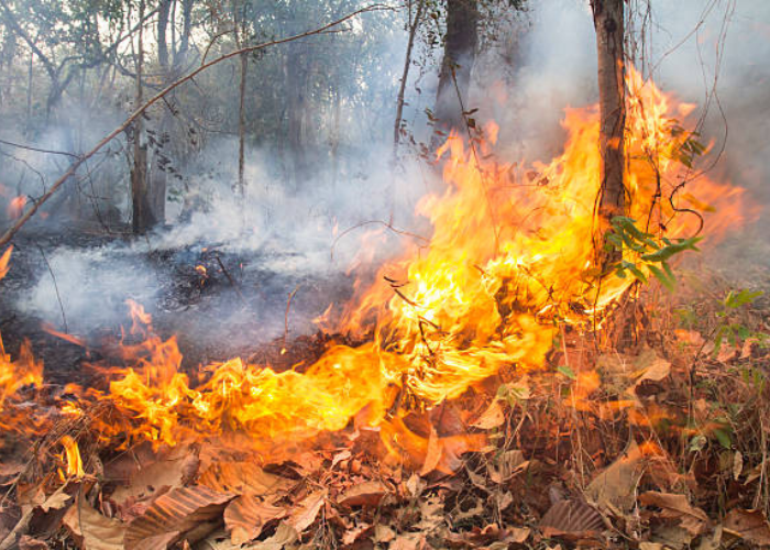 Immagine che raffigura Antincendi boschivi