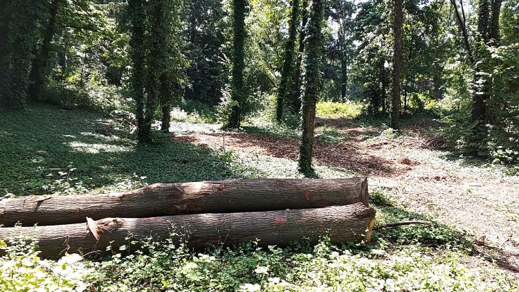 Nelle scorse settimane sono stati eseguiti lavori forestali in quattro boschi comunali: tre in prossimità di viale Bagatti Valsecchi e uno, il più ampio, all’interno del Parco Lago Nord